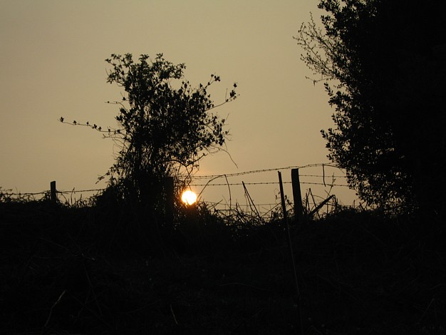 Hurst Woods April 2006