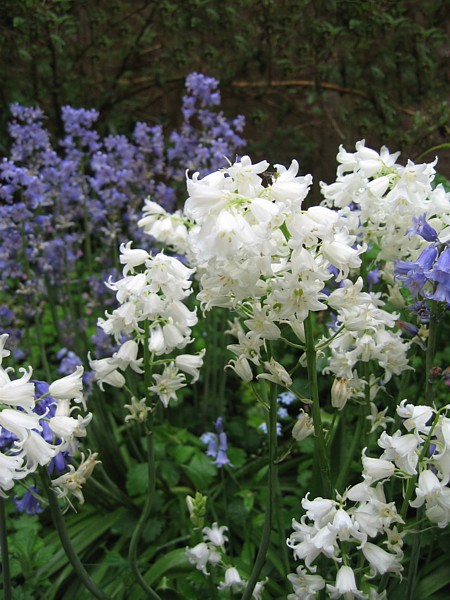 Hurst Woods May 2006