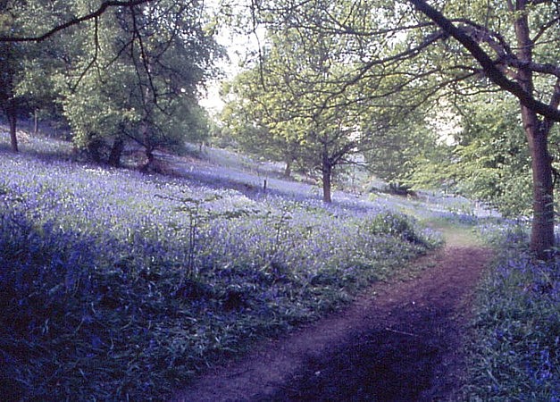 Bluebells in Hurst Woods