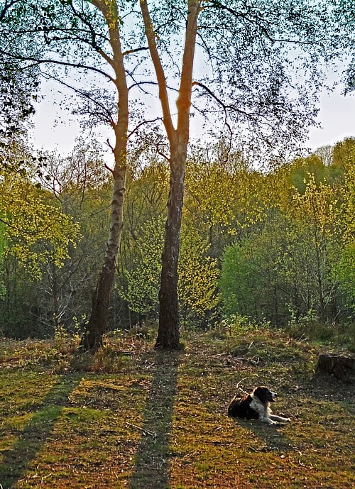 Dog in Hurst Woods