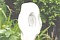 Click for enlargement