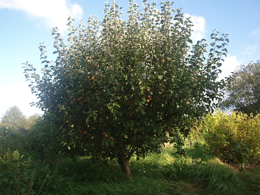 FApple Tree