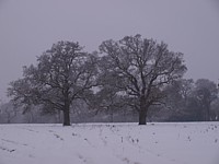 Click for enlargement