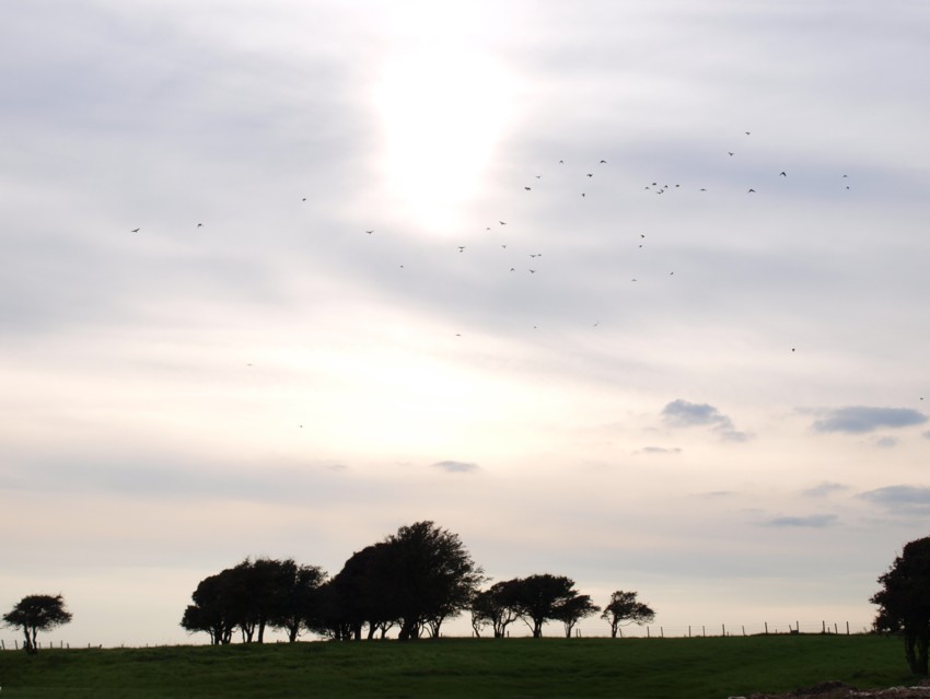 Landscape