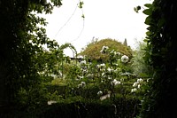 Click for enlargement